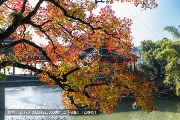 秋灑桃花江