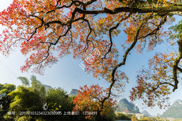 秋灑桃花江