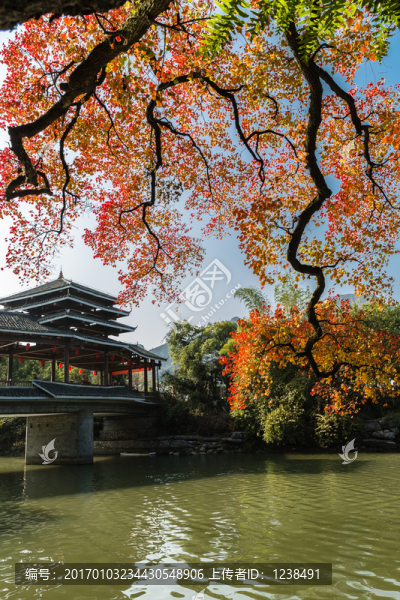 秋灑桃花江