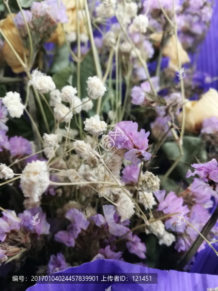 花,花卉,鮮花,植物,紫色花