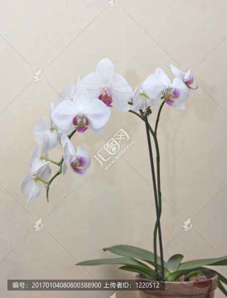 蘭花