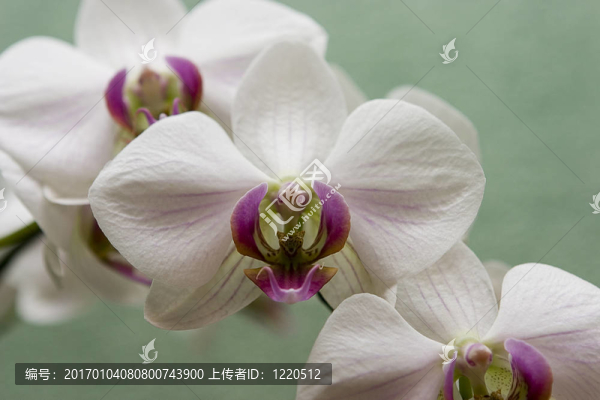蘭花