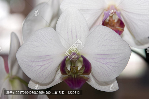 蘭花