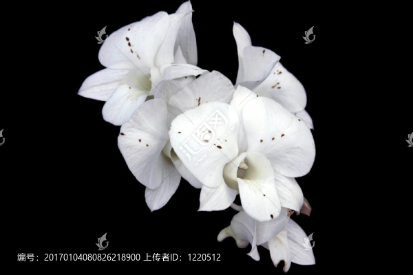白蘭花
