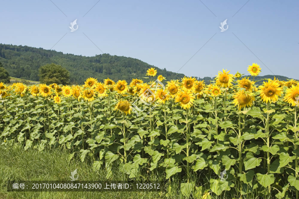 向日葵花田