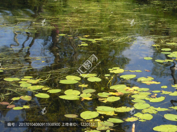 水百合草