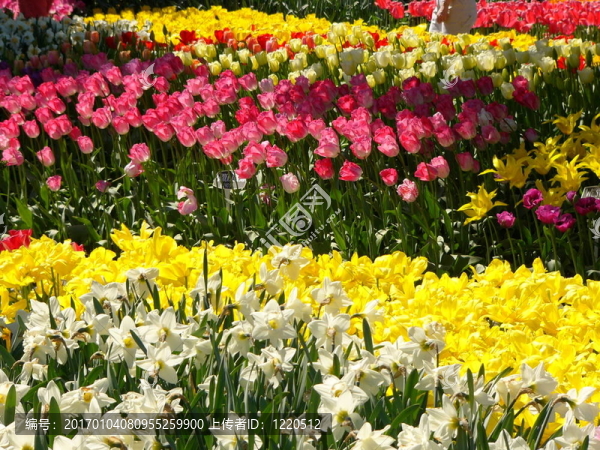 開花的花