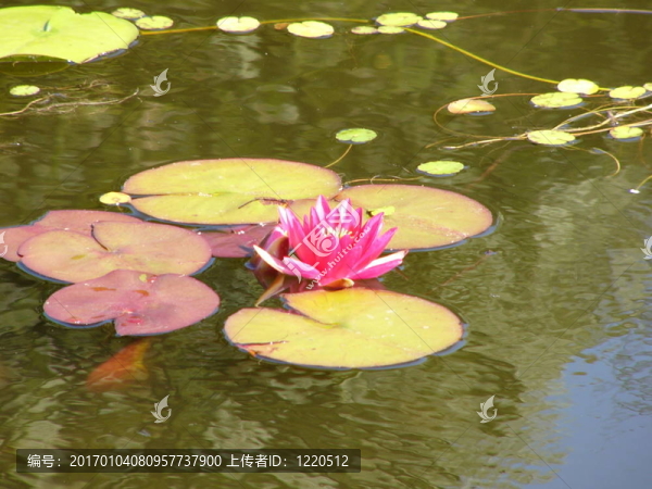 粉紅色的Water,Lily