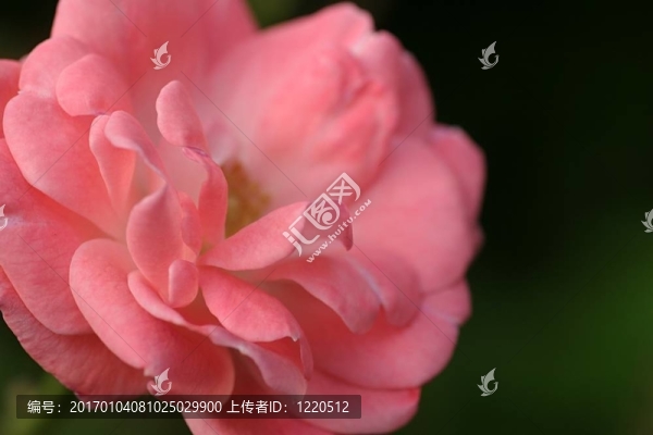紅粉佳人