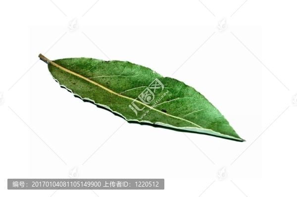 月桂葉