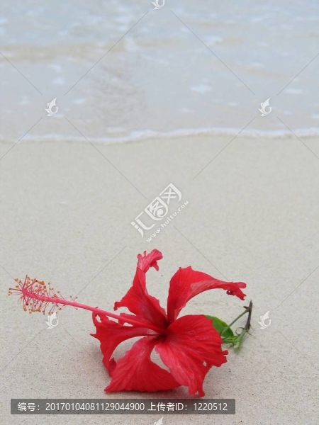 木槿