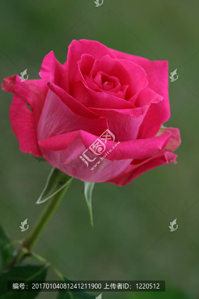 熱Pink,Rose
