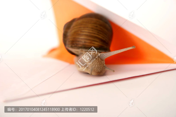 蝸牛郵件特寫(xiě)