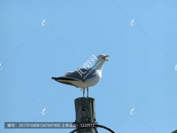談海鷗