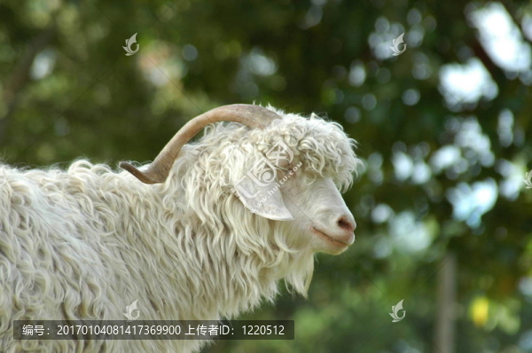 山羊皮