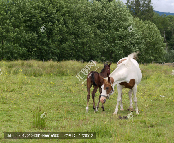 母馬和小馬駒