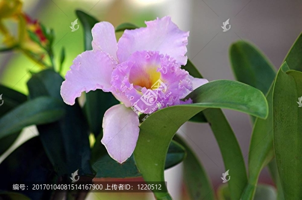 蘭花
