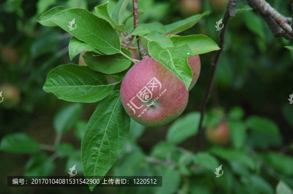保拉紅蘋果