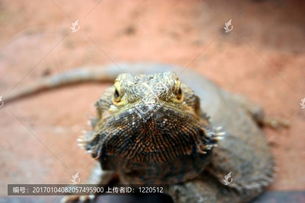 Lizard的目光