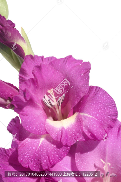 唐菖蒲3