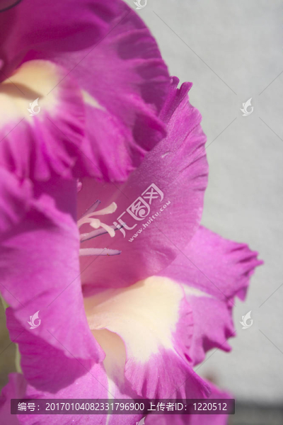 唐菖蒲4