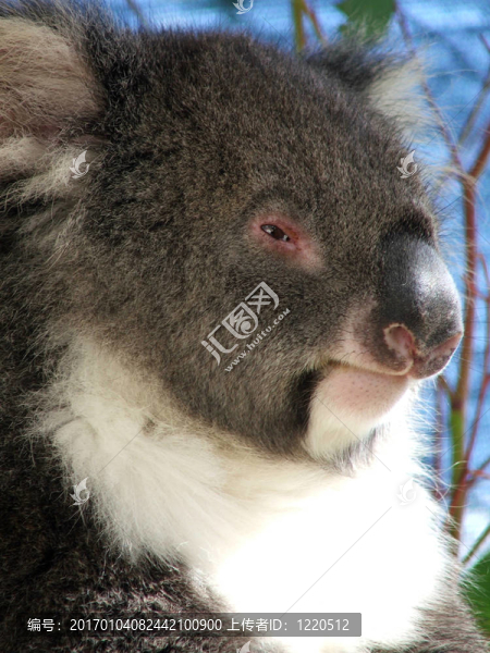 動物-,Koala