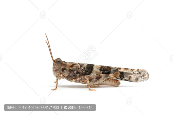 蚱蜢