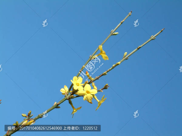 迎春花