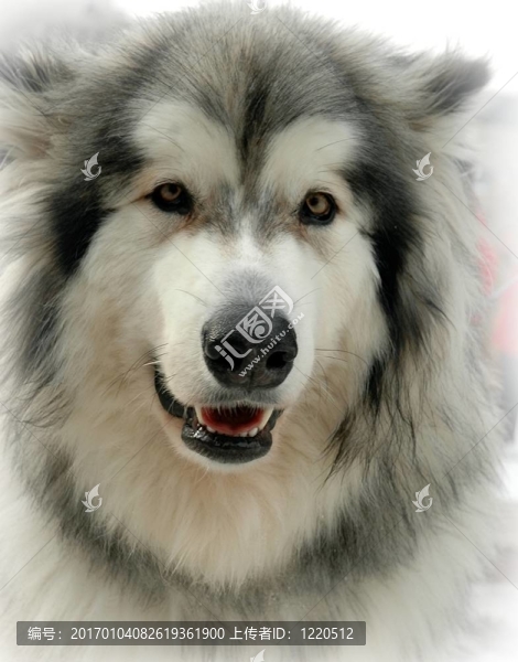 阿拉斯加雪橇犬