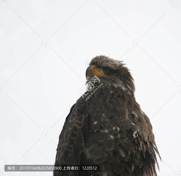 鷹