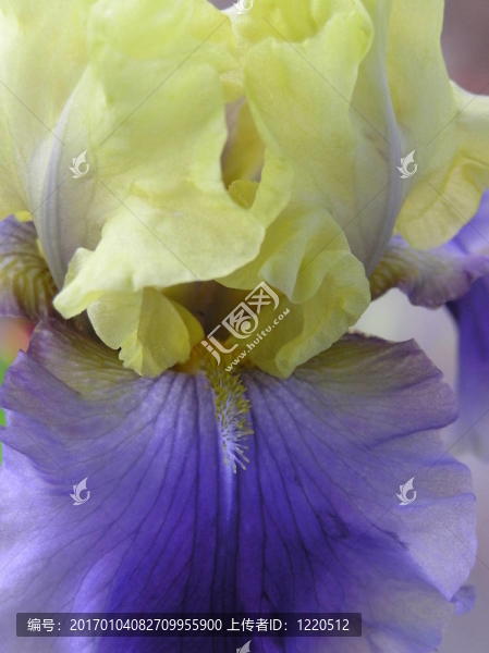 伊迪絲伍爾福德虹膜