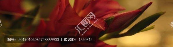 一個小百合花的全景