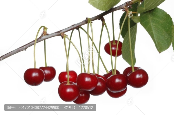 櫻桃