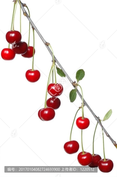 櫻桃