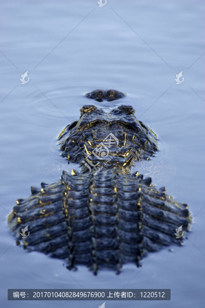 鱷魚
