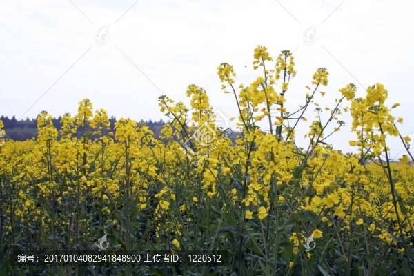 油菜田