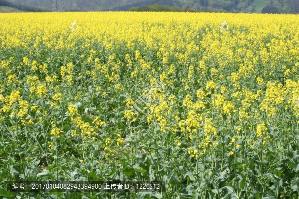 油菜田