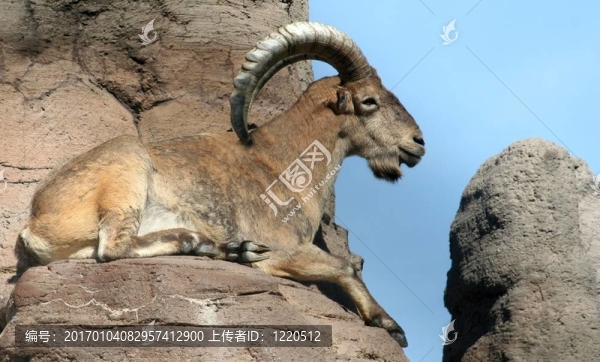 雄蠻羊