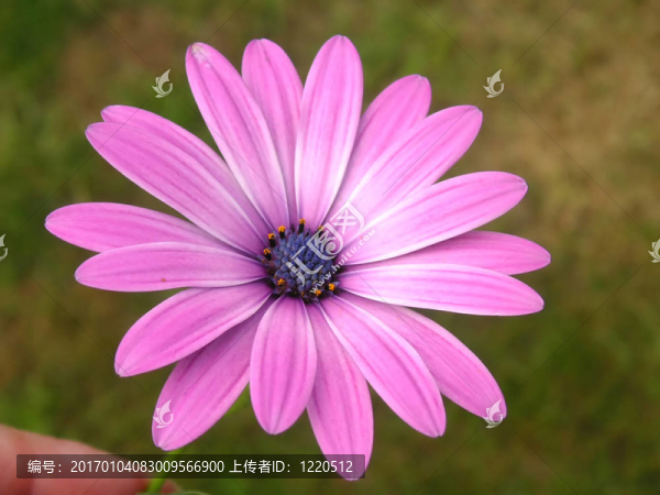 粉色雛菊在鵝肝