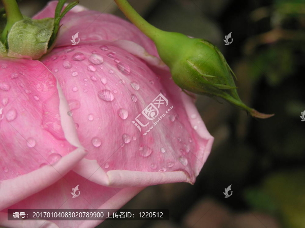 雨傘