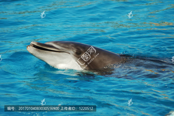 海豚的微笑