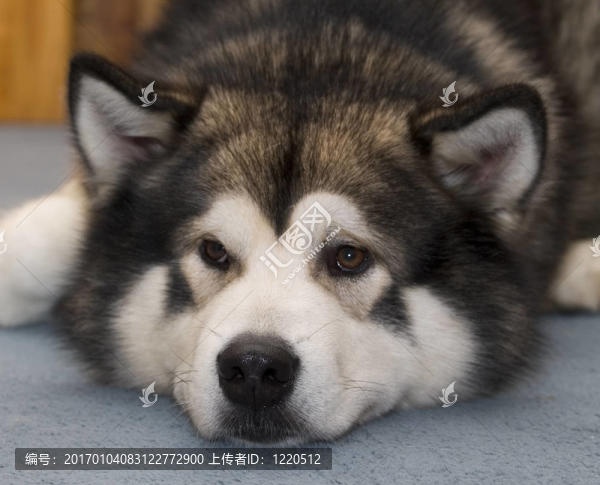 阿拉斯加雪橇犬