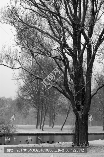 第一場(chǎng)雪