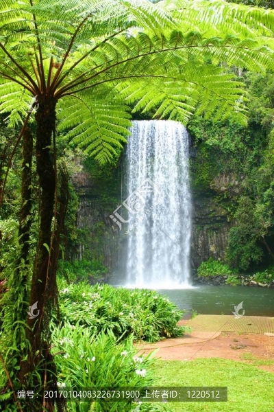 蕨類植物和Falls