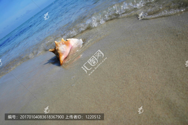 海灘上的貝殼