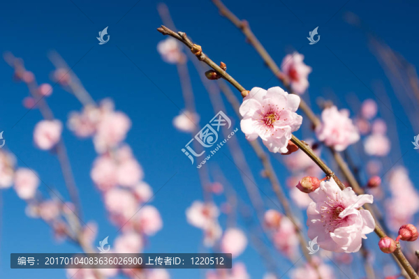 花4