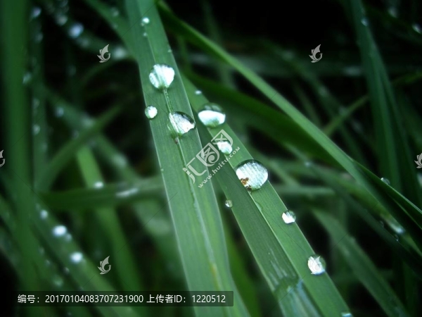 早晨的露水
