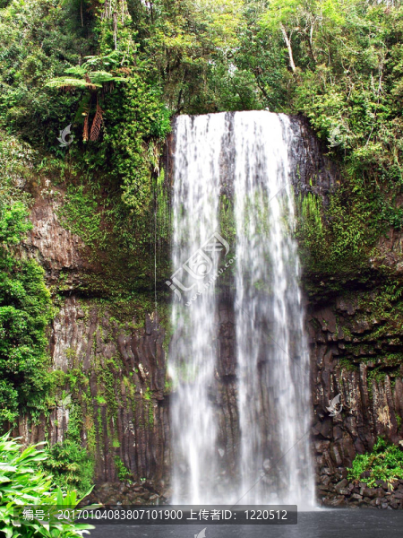 millaa,millaa瀑布