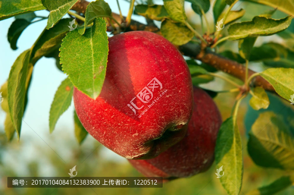 蘋果