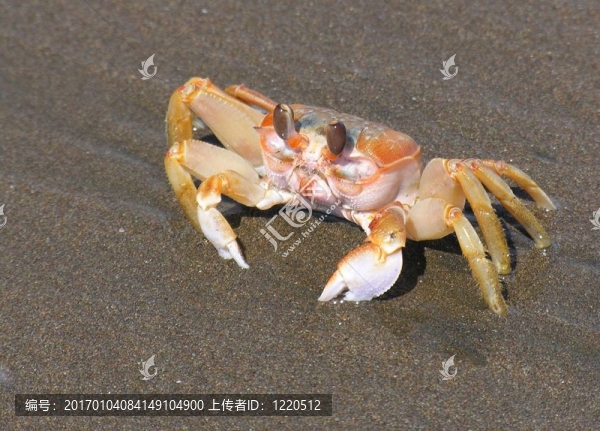 太平洋蟹